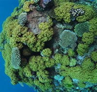 Keeper Reef Dive Site - Accommodation Mount Tamborine