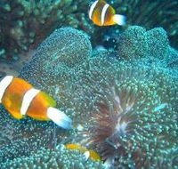 Davies Reef Dive Site - Accommodation Mount Tamborine