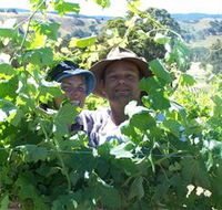Wimmera Hills Winery - Accommodation Mount Tamborine