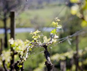 Mountainside Wines - Accommodation Mount Tamborine 0