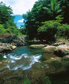 Cedar Creek Falls - Accommodation Mount Tamborine 1