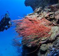 Three Sisters Dive Site - Accommodation Mount Tamborine