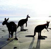 Hibiscus Coast - Accommodation Mount Tamborine