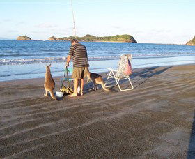 Halliday Bay QLD Accommodation Mount Tamborine