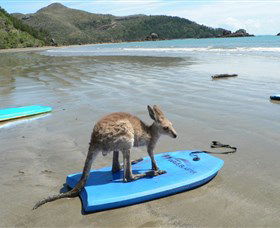 Cape Hillsborough National Park - Accommodation Mount Tamborine 1