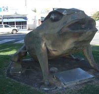 Big Cane Toad - Accommodation Mount Tamborine