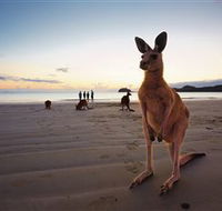 Wallabies on the Beach at Cape Hillsborough - Accommodation Mount Tamborine