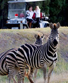 Taronga Western Plains Zoo, Dubbo - Accommodation Mount Tamborine 1