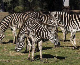 Taronga Western Plains Zoo, Dubbo - Accommodation Mount Tamborine 5