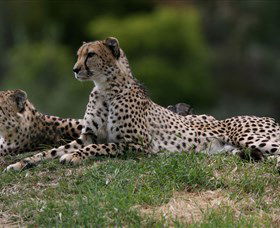 Taronga Western Plains Zoo, Dubbo - Accommodation Mount Tamborine 6