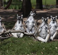 Savannah Visitor Plaza Taronga Western Plains Zoo Dubbo - Accommodation Mount Tamborine