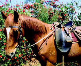 Western Plains Riding Centre - Accommodation Mount Tamborine 0
