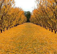 Sun Country on the Murray Farm Gate Trail - Accommodation Mount Tamborine