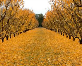 Sun Country On The Murray Farm Gate Trail - Accommodation Mount Tamborine 0