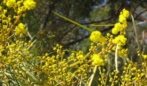 Beni State Conservation Area - Accommodation Mount Tamborine 3