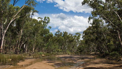 Pilliga National Park - Accommodation Mount Tamborine 2