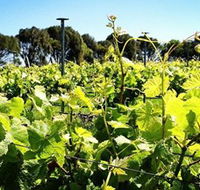 Basalt Wines - Accommodation Mount Tamborine