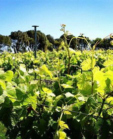 Basalt Wines - Accommodation Mount Tamborine 0