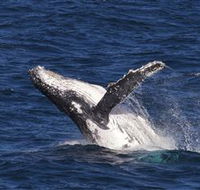 Whale Watching on Keswick Island - Accommodation Mount Tamborine