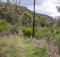Lynchs loop trail - Accommodation Mount Tamborine