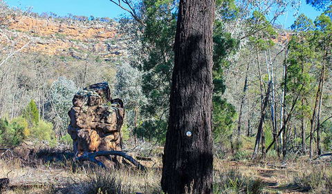 Eualdrie Walking Track - Accommodation Mount Tamborine 0