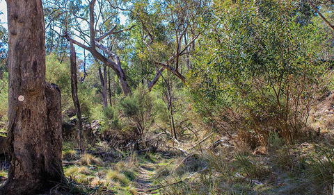 Eualdrie Walking Track - Accommodation Mount Tamborine 1