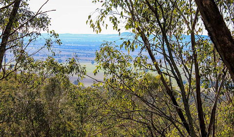 Eualdrie Walking Track - Accommodation Mount Tamborine 2