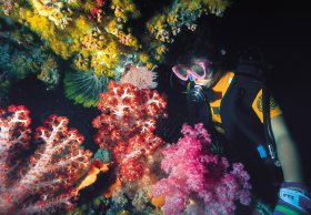 Bait Reef And Garys Lagoon Dive Site - Accommodation Mount Tamborine 1