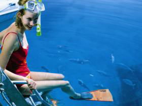 Bait Reef And Garys Lagoon Dive Site - Accommodation Mount Tamborine 2