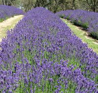 Yuulong Lavender Estate - Accommodation Mount Tamborine