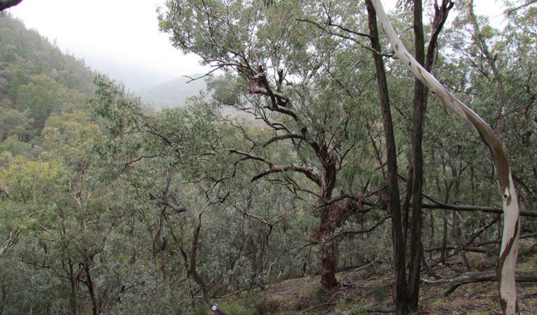  Accommodation Mount Tamborine