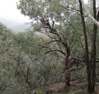 Mount Murga walking track - Accommodation Mount Tamborine