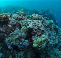 Manta Ray Drop Off Dive Site - Accommodation Mount Tamborine