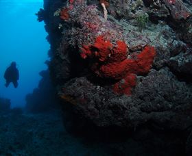 Stepping Stones Dive Site - Accommodation Mount Tamborine 0