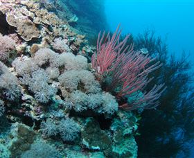 Stepping Stones Dive Site - Accommodation Mount Tamborine 1