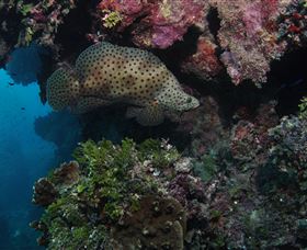 Stepping Stones Dive Site - Accommodation Mount Tamborine 2