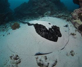 Stepping Stones Dive Site - Accommodation Mount Tamborine 3