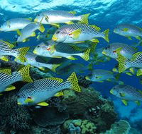Challenger Bay Dive Site - Accommodation Mount Tamborine