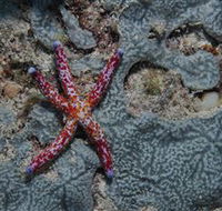 Clam Gardens Dive Site - Accommodation Mount Tamborine