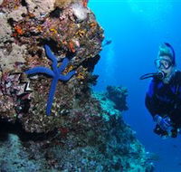 Lighthouse Bommie Dive Site - Accommodation Mount Tamborine