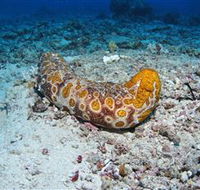 Two Towers Dive Site - Accommodation Mount Tamborine