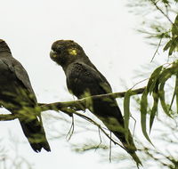 Conimbla National Park - Accommodation Mount Tamborine
