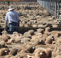 Livestock Marketing Centre - Accommodation Mount Tamborine