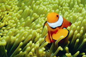 Hardy Reef - Accommodation Mount Tamborine 3