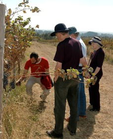 Rosnay Organic Farm And Vineyard - Accommodation Mount Tamborine 2