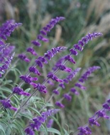 Perennialle Plants Nursery And Garden - Accommodation Mount Tamborine 4