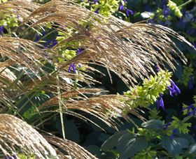 Perennialle Plants Nursery And Garden - Accommodation Mount Tamborine 3