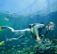 Seaflight Bommie Dive Site - Accommodation Mount Tamborine