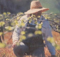 Canobolas Smith Winery - Accommodation Mount Tamborine