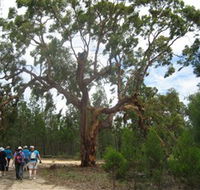 Koorilgur Nature Reserve - Accommodation Mount Tamborine